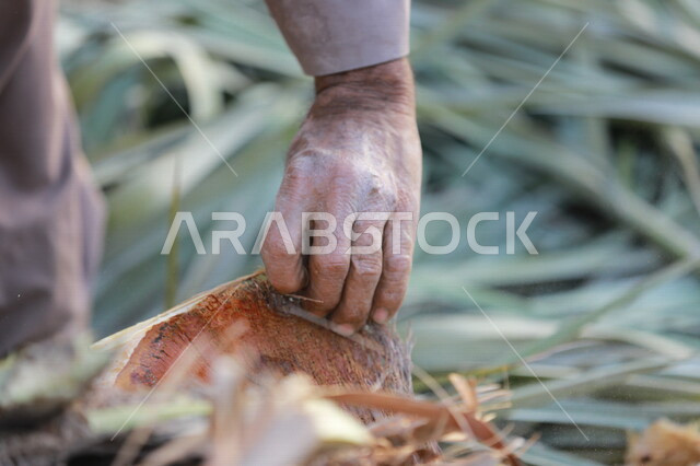 A Saudi Arabian Gulf farmer extracting palm pulp, extracting palm fronds, a nutritional element beneficial to health, palm farm in Saudi Arabia