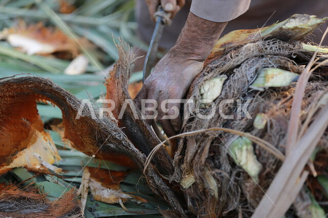 مزارع عربي خليجي سعودي يقوم باخراج لب النخيل ، استخراج جمار النخيل ، عنصر غذائي مفيد للصحة ، مزرعة النخيل في المملكة العربية السعودية  