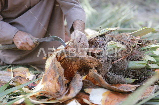 مزارع عربي خليجي سعودي يقوم باخراج لب النخيل ، استخراج جمار النخيل ، عنصر غذائي مفيد للصحة ، مزرعة النخيل في المملكة العربية السعودية  