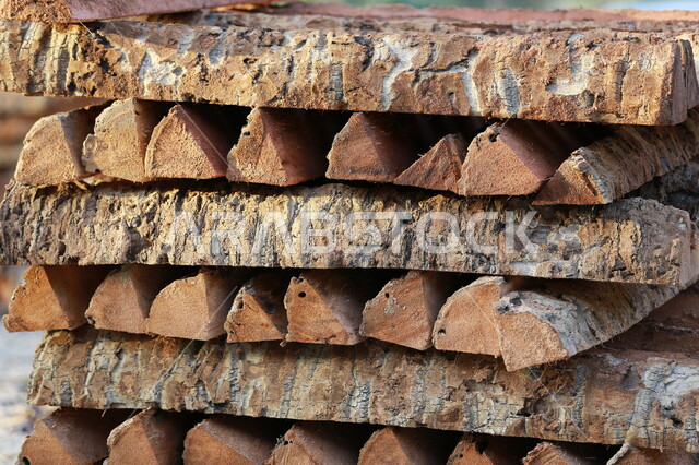 مجموعة من جذوع الأشجار المرصوصة ، قطع الاشجار في مزارع المملكة العربية السعودية ، صناعة الأخشاب في السعودية 