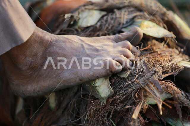 صورة مقربة للجزء العلوي لشجر النخيل ، مُزارع مختص بالاهتمام بالنخيل ، اخراج لب النخيل ،مهن و حرث قديمة ، مزرعة و مزارعين 