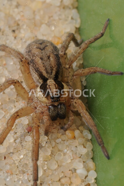 صورة مقربة لحشرة العنكبوت تقف على أكياس بيضها ، أكياس بيض من نسيج حرير ، كرات بيض العنكبوت المستديرة