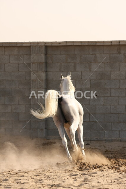 صورة لخيل عربي أصيل أبيض اللون ، تربية و تدريب الخيول ، الخيل العربي الأصيل ، إسطبل الأحصنة ، مزرعة الخيول