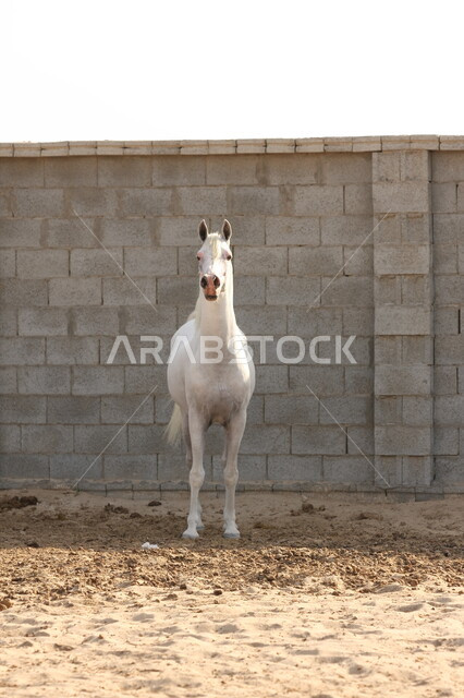 صورة لخيل عربي أصيل أبيض اللون ، تربية و تدريب الخيول ، الخيل العربي الأصيل ، إسطبل الأحصنة ، مزرعة الخيول