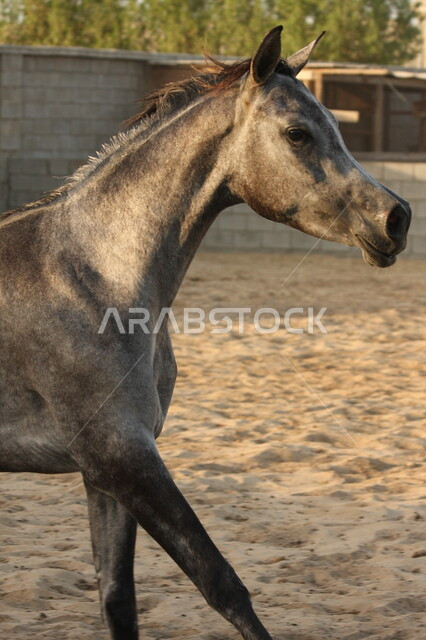 صورة لخيل عربي أصيل أسود اللون ، تربية و تدريب الخيول ، الخيل العربي الأصيل ، إسطبل الأحصنة ، مزرعة الخيول