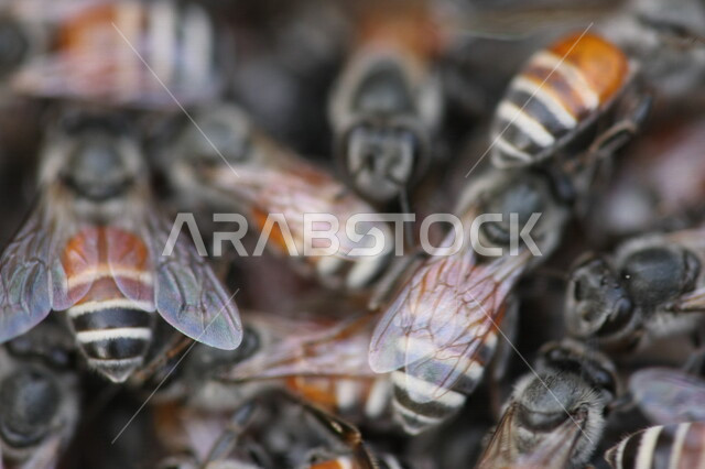 صورة مقربة لمجموعة من النحل ، حشرات ذات أجنحة ، حشرة النحلة المفيدة للإنسان ، إنتاج العسل الطبيعي 