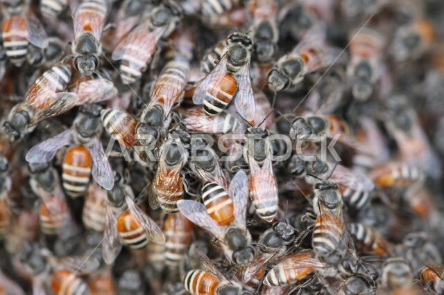 صورة مقربة لمجموعة من النحل ، حشرات ذات أجنحة ، حشرة النحلة المفيدة للإنسان ، إنتاج العسل الطبيعي 