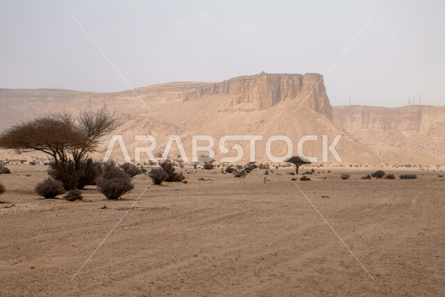 القمم والمرتفعات الجبلية الطبيعية في المناطق الصحراوية، التكوينات والتشكيلات الصخرية والجبال وسط الطبيعة الرملية في النهار، مكان  ومنطقة سياحية مشهورة في المملكة العربية السعودية، نمو النباتات والاعشاب البرية، الرمال الذهبية الناعمة