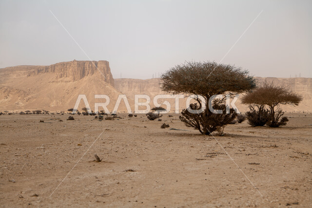 القمم والمرتفعات الجبلية الطبيعية في المناطق الصحراوية، التكوينات والتشكيلات الصخرية والجبال وسط الطبيعة الرملية في النهار، مكان  ومنطقة سياحية مشهورة في المملكة العربية السعودية، نمو النباتات والاعشاب البرية، الرمال الذهبية الناعمة
