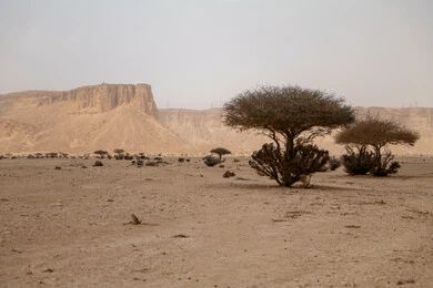 القمم والمرتفعات الجبلية الطبيعية في المناطق الصحراوية، التكوينات والتشكيلات الصخرية والجبال وسط الطبيعة الرملية في النهار، مكان  ومنطقة سياحية مشهورة في المملكة العربية السعودية، نمو النباتات والاعشاب البرية، الرمال الذهبية الناعمة