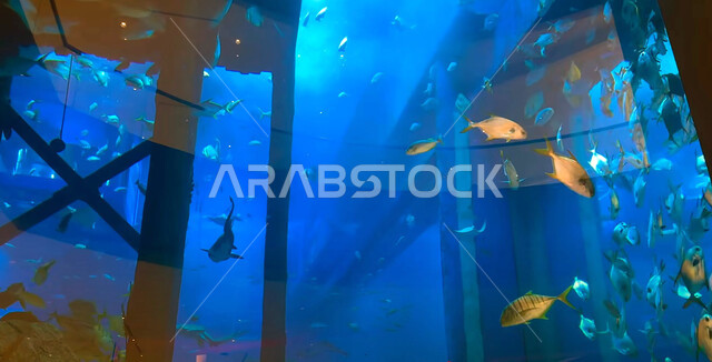 وجهة التعليم والترفيه وعرض عجائب البيئة المائية، الشعاب المرجانية الملونة في دبي، الثروة السمكية والاسماك البحرية والنباتات المائية في الامارات العربية المتحدة, محمية طبيعية بحرية