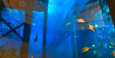 وجهة التعليم والترفيه وعرض عجائب البيئة المائية، الشعاب المرجانية الملونة في دبي، الثروة السمكية والاسماك البحرية والنباتات المائية في الامارات العربية المتحدة, محمية طبيعية بحرية