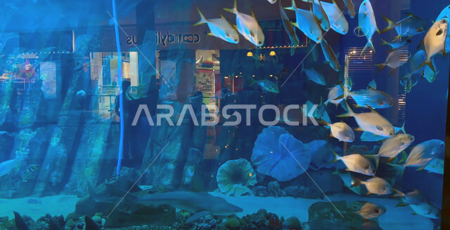 وجهة التعليم والترفيه وعرض عجائب البيئة المائية، الشعاب المرجانية الملونة في دبي، الثروة السمكية والاسماك البحرية والنباتات المائية في الامارات العربية المتحدة, محمية طبيعية بحرية