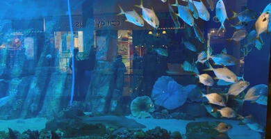 وجهة التعليم والترفيه وعرض عجائب البيئة المائية، الشعاب المرجانية الملونة في دبي، الثروة السمكية والاسماك البحرية والنباتات المائية في الامارات العربية المتحدة, محمية طبيعية بحرية