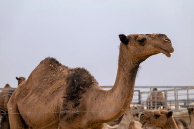 The natural reserve for camel grazing, interest in camel breeding in the Arab Gulf states, the association of the camel with antiquity and authenticity, livestock and mammal care in the Kingdom of Saudi Arabia, a purebred blonde camel