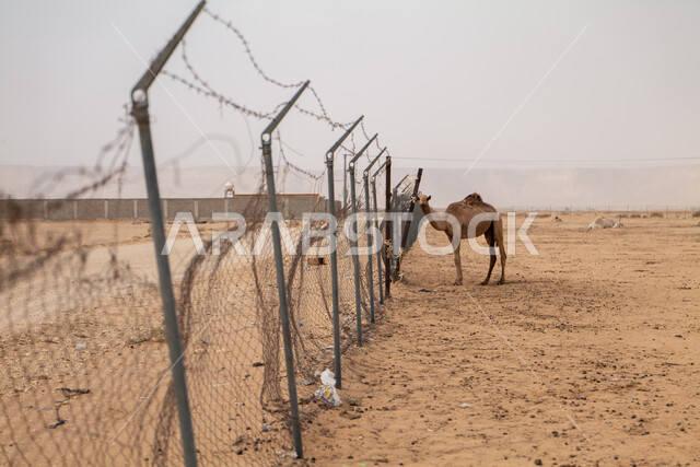 المحمية الطبيعية لرعي الجمال، الاهتمام بتربية الجمال والابل في دول الخليج العربي، ارتباط حيوان الجمل بالعراقة والأصالة، رعاية المواشي والثدييات في المملكة العربية السعودية، ناقة شقراء أصيلة