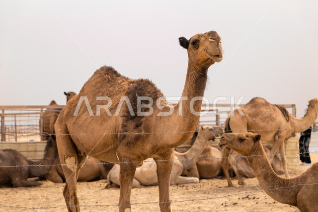  ارتباط حيوان الجمل بالعراقة والأصالة، رعاية المواشي والثدييات في المملكة العربية السعودية، ناقة شقراء أصيلة، المحمية الطبيعية لرعي الجمال، الاهتمام بتربية الجمال والابل في دول الخليج العربي