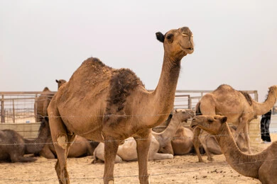  ارتباط حيوان الجمل بالعراقة والأصالة، رعاية المواشي والثدييات في المملكة العربية السعودية، ناقة شقراء أصيلة، المحمية الطبيعية لرعي الجمال، الاهتمام بتربية الجمال والابل في دول الخليج العربي