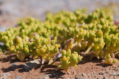  نمو أزهار وبراعم الشوكيات والأعشاب في براري المملكة العربية السعودية، مجموعة من نبات الصبار الشوكي في المناطق الصحراوية، تشكل التلال والكثبان الرملية في الصحراء الواسعة، النباتات والاعشاب البرية في المحميات الطبيعية