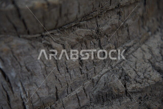 صوره مقربه لجذع نخله, مزارع النخيل في المملكه العربيه السعوديه, التشجير, البيئه الطبيعه الخضراء 