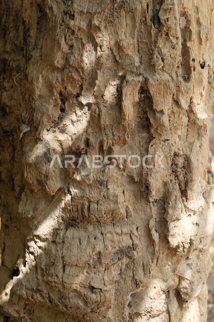 صوره مقربه لجذع شجره, البيئه الطبيعيه الخضراء في المملكه العربيه السعوديه, الاستفاده من  جذوع النباتات, التشجير