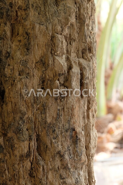 صوره مقربه لجذع شجره, البيئه الطبيعيه الخضراء في المملكه العربيه السعوديه, الاستفاده من  جذوع النباتات, التشجير