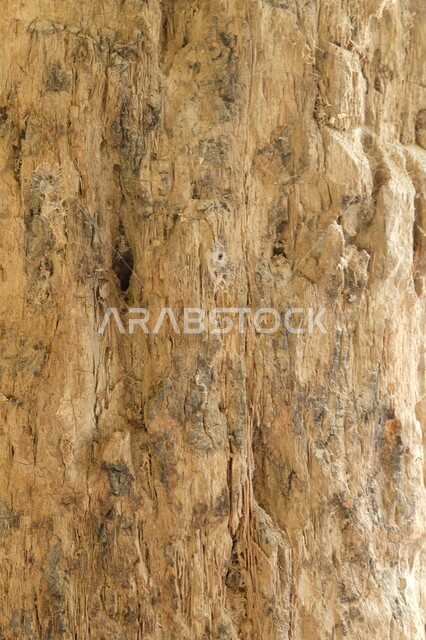 صوره مقربه لجذع شجره, البيئه الطبيعيه الخضراء في المملكه العربيه السعوديه, الاستفاده من  جذوع النباتات, التشجير