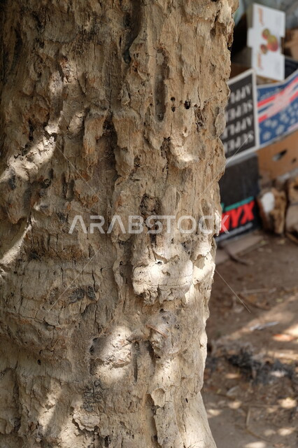 صوره مقربه لجذع شجره, البيئه الطبيعيه الخضراء في المملكه العربيه السعوديه, الاستفاده من  جذوع النباتات, التشجير