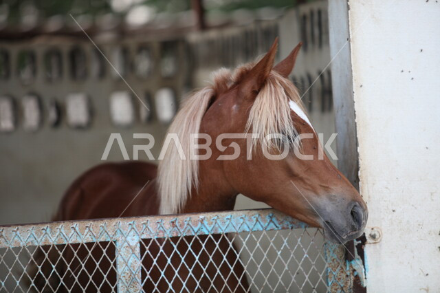 صورة لخيل عربي أصيل بني اللون ، تربية و تدريب الخيول ، الخيل العربي الأصيل ، إسطبل الأحصنة ، مزرعة الخيول .