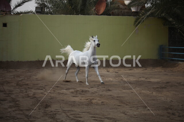 صورة لخيل عربي أصيل أبيض اللون ، تربية و تدريب الخيول ، الخيل العربي الأصيل ، إسطبل الأحصنة ، مزرعة الخيول .
