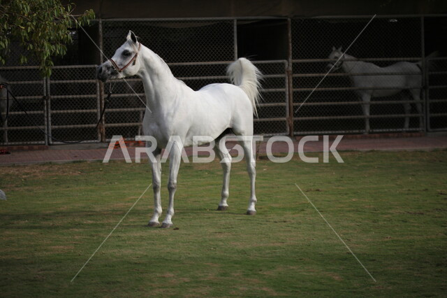 صورة لخيل عربي أصيل أبيض اللون ، تربية و تدريب الخيول ، الخيل العربي الأصيل ، إسطبل الأحصنة ، مزرعة الخيول .