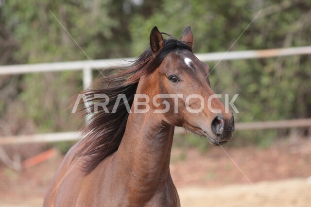 خيل عربي أصيل في مزرعة لتربية الخيول  ، تربية و تدريب الخيول في السعودية ، الخيل العربي الأصيل ، إسطبل الأحصنة ، مزرعة الخيول 