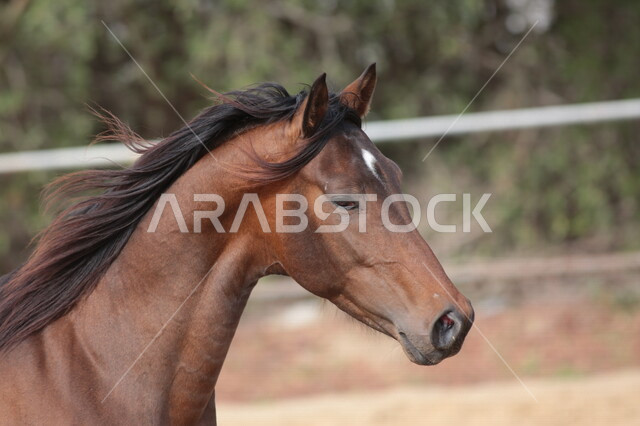 خيل عربي أصيل في مزرعة لتربية الخيول  ، تربية و تدريب الخيول في السعودية ، الخيل العربي الأصيل ، إسطبل الأحصنة ، مزرعة الخيول 