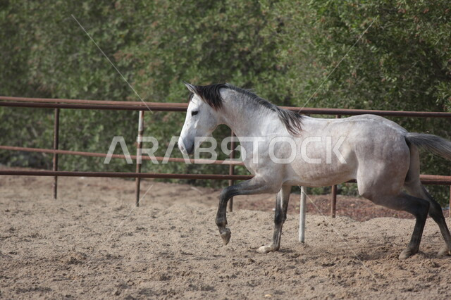 خيل عربي أصيل في مزرعة لتربية الخيول  ، تربية و تدريب الخيول في السعودية ، الخيل العربي الأصيل ، إسطبل الأحصنة ، مزرعة الخيول 
