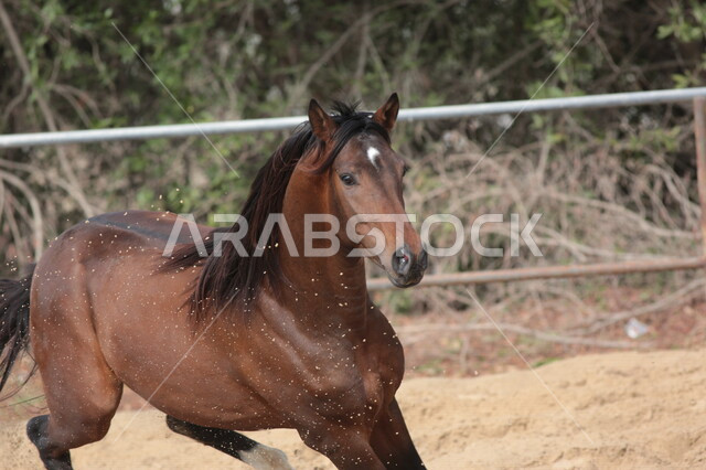 خيل عربي أصيل في مزرعة لتربية الخيول  ، تربية و تدريب الخيول في السعودية ، الخيل العربي الأصيل ، إسطبل الأحصنة ، مزرعة الخيول 