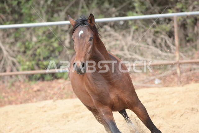 خيل عربي أصيل في مزرعة لتربية الخيول  ، تربية و تدريب الخيول في السعودية ، الخيل العربي الأصيل ، إسطبل الأحصنة ، مزرعة الخيول 