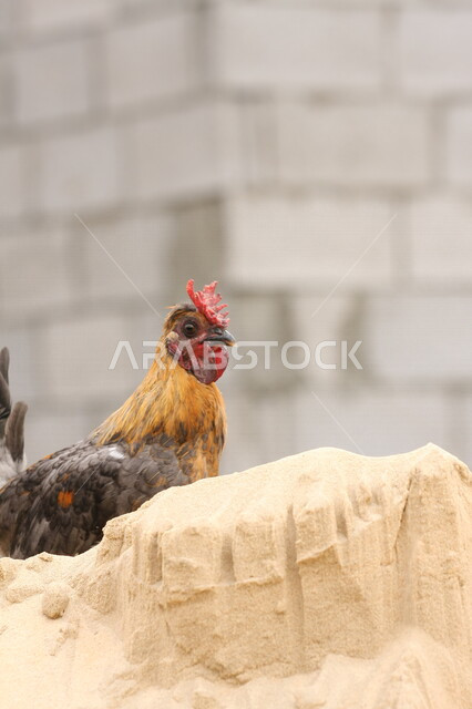 صورة مقربة لطائر الديك الجميل ، نوع من أنواع دجاج الأدغال الأحمر ، تربية الطيور و الدواجن ، مزرعة دواجن