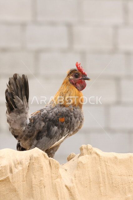Close-up of a beautiful rooster, a type of red jungle chicken, poultry and poultry farming, poultry farm