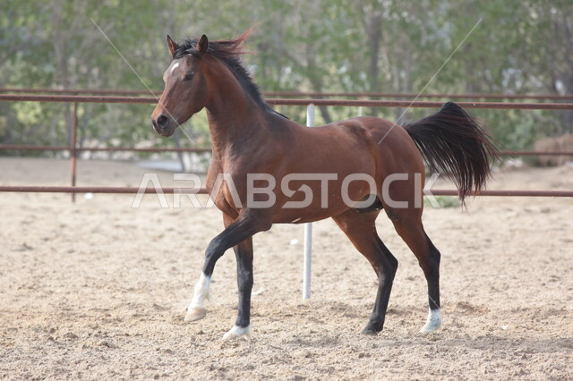 خيل عربي أصيل في مزرعة لتربية الخيول  ، تربية و تدريب الخيول في السعودية ، الخيل العربي الأصيل ، إسطبل الأحصنة ، مزرعة الخيول 