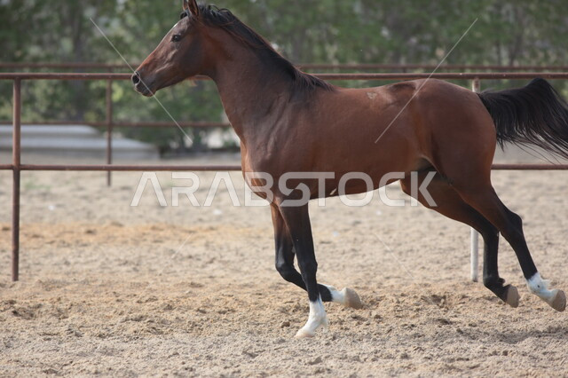 خيل عربي أصيل في مزرعة لتربية الخيول  ، تربية و تدريب الخيول في السعودية ، الخيل العربي الأصيل ، إسطبل الأحصنة ، مزرعة الخيول 