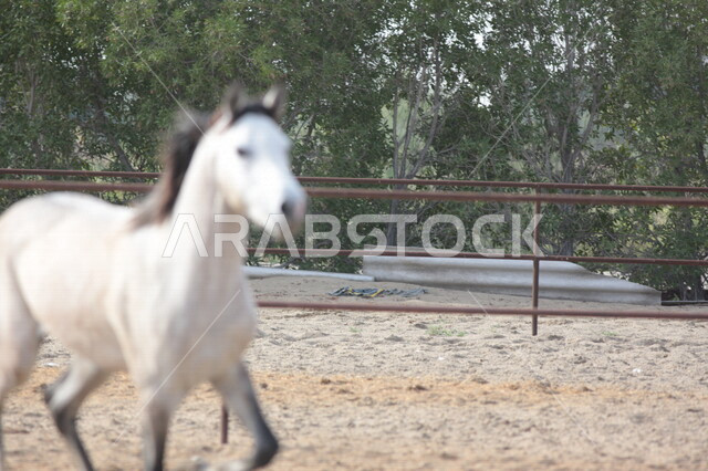 خيل ابيض عربي أصيل في مزرعة لتربية الخيول  ، تربية و تدريب الخيول في السعودية ، الخيل العربي الأصيل ، إسطبل الأحصنة ، مزرعة الخيول 