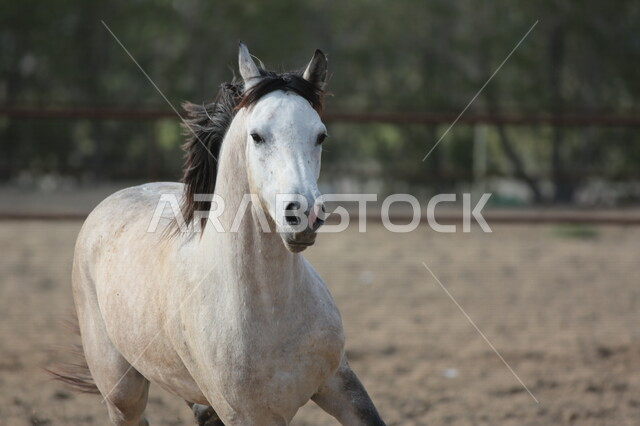 خيل ابيض عربي أصيل في مزرعة لتربية الخيول  ، تربية و تدريب الخيول في السعودية ، الخيل العربي الأصيل ، إسطبل الأحصنة ، مزرعة الخيول 