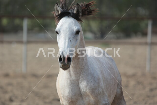 خيل ابيض عربي أصيل في مزرعة لتربية الخيول  ، تربية و تدريب الخيول في السعودية ، الخيل العربي الأصيل ، إسطبل الأحصنة ، مزرعة الخيول 