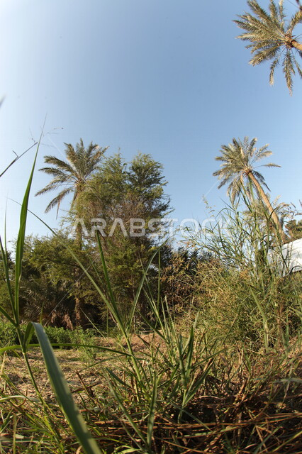أراضي زراعية  خصبه في المملكه العربيه السعوديه ، موسم الحصاد, معالم طبيعيه, اشجار ونباتات, مزارع خضراء