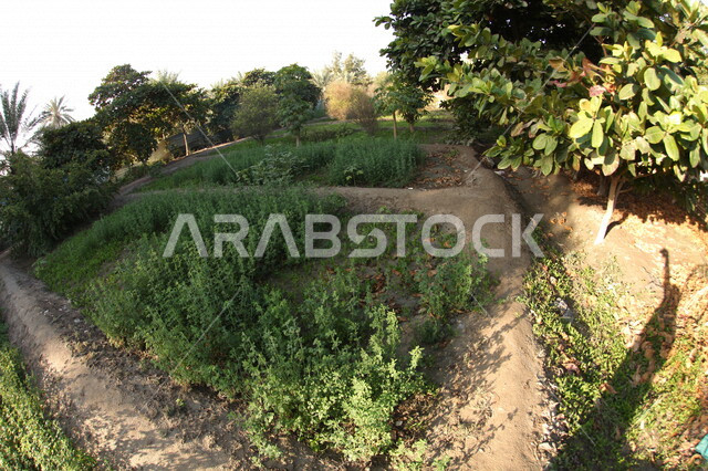 أراضي زراعية  خصبه في المملكه العربيه السعوديه ، موسم الحصاد, معالم طبيعيه, اشجار ونباتات, مزارع خضراء