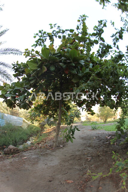 Fertile agricultural lands in the Kingdom of Saudi Arabia, harvest season, natural landmarks, trees and plants