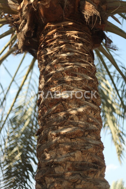 صورة جمالية لجذع شجرة نخيل في محمية زراعية لأشجار النخيل  ، مزرعة نخيل ، أراضي زراعية في المملكة العربية السعودية ، 
