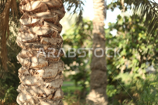 صورة جمالية لجذع شجرة نخيل في محمية زراعية لأشجار النخيل  ، مزرعة نخيل ، أراضي زراعية في المملكة العربية السعودية ، 