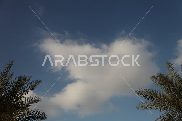 مزارع النخيل  الخضراء في المملكة العربية السعودية ،محميه طبيعيه  لزراعة اشجار النخيل ،أراضي زراعيه خضراء ، اشجار ومحاصيل زراعية 