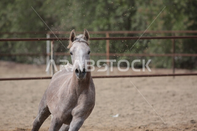 خيل  عربي أصيل في مزرعة لتربية الخيول  ، تربية و تدريب الخيول في السعودية ، الخيل العربي الأصيل ، إسطبل الأحصنة ، مزرعة الخيول 